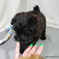 Shasta  *Puppy Videos*, a female Pomapoo and Yorkipoo for sale in Grand Island, NE – Photo 8 of 10