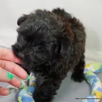 Shasta  *Puppy Videos*, a female Pomapoo and Yorkipoo for sale in Grand Island, NE – Photo 6 of 10