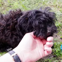 Shasta  *Puppy Videos*, a female Pomapoo and Yorkipoo for sale in Grand Island, NE – Photo 2 of 10