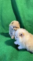 Possum, a male Pomeranian for sale in Grand Island, NE – 6 of 6