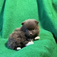 Bootsie, a female Pomeranian for sale in Grand Island, NE – Photo 5 of 9