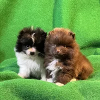 Bootsie, a female Pomeranian for sale in Grand Island, NE – Photo 4 of 9