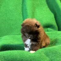 Bootsie, a female Pomeranian for sale in Grand Island, NE – Photo 1 of 9