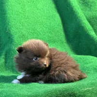 Bootsie, a female Pomeranian for sale in Grand Island, NE – Photo 6 of 9