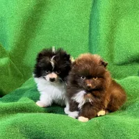 Bootsie, a female Pomeranian for sale in Grand Island, NE – Photo 9 of 9