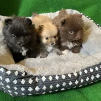 Bootsie, a female Pomeranian for sale in Grand Island, NE – Photo 8 of 9