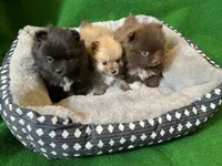 processed/789cb072-84a6-4dbc-9c1c-8a097fa29f96/listing/5a089c19-a20c-46b8-8dad-68f35cd4da80/96b13ed6-2c6e-4d39-9eb8-d4a435a1d079