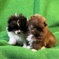 Bootsie, a female Pomeranian for sale in Grand Island, NE – Photo 2 of 9