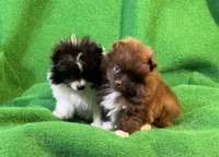 processed/789cb072-84a6-4dbc-9c1c-8a097fa29f96/listing/5a089c19-a20c-46b8-8dad-68f35cd4da80/96b256c3-f996-439e-9f7f-54d9a29bd772