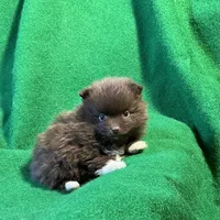 Bootsie, a female Pomeranian for sale in Grand Island, NE – Photo 7 of 9