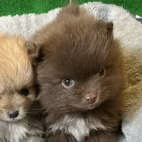 Bootsie, a female Pomeranian for sale in Grand Island, NE – Photo 3 of 9