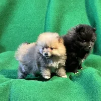 Possum, a male Pomeranian for sale in Grand Island, NE – Photo 5 of 6