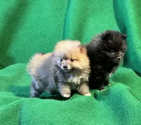 Possum, a male Pomeranian for sale in Grand Island, NE – Photo 5 of 6