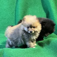 Possum, a male Pomeranian for sale in Grand Island, NE – Photo 4 of 6