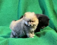 Possum, a male Pomeranian for sale in Grand Island, NE – Photo 4 of 6