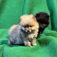 Possum, a male Pomeranian for sale in Grand Island, NE – Photo 2 of 6