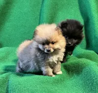 Possum, a male Pomeranian for sale in Grand Island, NE – Photo 2 of 6