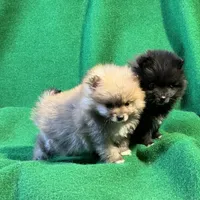 Possum, a male Pomeranian for sale in Grand Island, NE – Photo 3 of 6