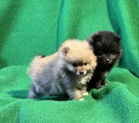 Possum, a male Pomeranian for sale in Grand Island, NE – Photo 3 of 6