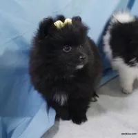 *AKC Chevy*  |~Puppy Videos~|, a male Pomeranian for sale in Grand Island, NE – Photo 9 of 10