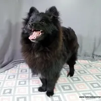 *AKC Chevy*  |~Puppy Videos~|, a male Pomeranian for sale in Grand Island, NE – Photo 2 of 10