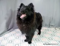 *AKC Chevy*  |~Puppy Videos~|, a male Pomeranian for sale in Grand Island, NE – Photo 2 of 10