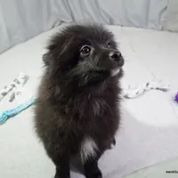 *AKC Chevy*  |~Puppy Videos~|, a male Pomeranian for sale in Grand Island, NE – Photo 5 of 10