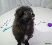 *AKC Chevy*  |~Puppy Videos~|, a male Pomeranian for sale in Grand Island, NE – Photo 5 of 10