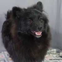 *AKC Chevy*  |~Puppy Videos~|, a male Pomeranian for sale in Grand Island, NE – Photo 4 of 10