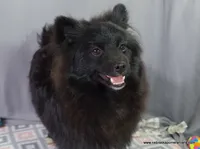 *AKC Chevy*  |~Puppy Videos~|, a male Pomeranian for sale in Grand Island, NE – Photo 4 of 10