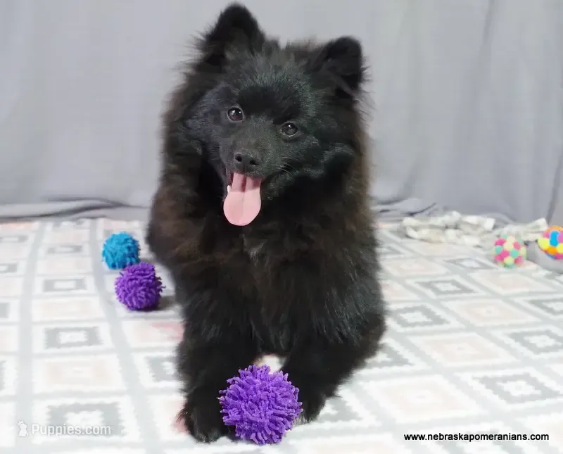 *AKC Chevy*  |~Puppy Videos~| – Pomeranian puppy for sale in Grand Island, NE