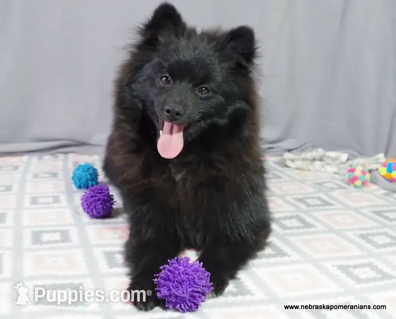 *AKC Chevy*  |~Puppy Videos~|