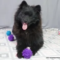 *AKC Chevy*  |~Puppy Videos~|, a male Pomeranian for sale in Grand Island, NE – Photo 1 of 10