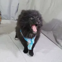 *AKC Chevy*  |~Puppy Videos~|, a male Pomeranian for sale in Grand Island, NE – Photo 7 of 10