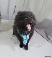 *AKC Chevy*  |~Puppy Videos~|, a male Pomeranian for sale in Grand Island, NE – Photo 7 of 10