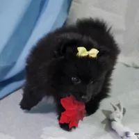 *AKC Chevy*  |~Puppy Videos~|, a male Pomeranian for sale in Grand Island, NE – Photo 8 of 10