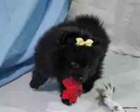 *AKC Chevy*  |~Puppy Videos~|, a male Pomeranian for sale in Grand Island, NE – Photo 8 of 10