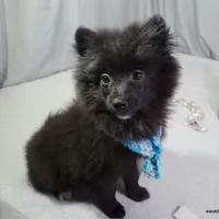 *AKC Chevy*  |~Puppy Videos~|, a male Pomeranian for sale in Grand Island, NE – Photo 6 of 10