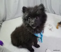 *AKC Chevy*  |~Puppy Videos~|, a male Pomeranian for sale in Grand Island, NE – Photo 6 of 10