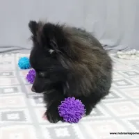 *AKC Chevy*  |~Puppy Videos~|, a male Pomeranian for sale in Grand Island, NE – Photo 3 of 10