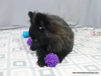 *AKC Chevy*  |~Puppy Videos~|, a male Pomeranian for sale in Grand Island, NE – Photo 3 of 10