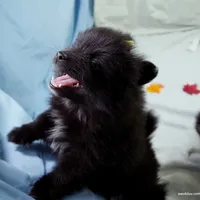 *AKC Chevy*  |~Puppy Videos~|, a male Pomeranian for sale in Grand Island, NE – Photo 10 of 10