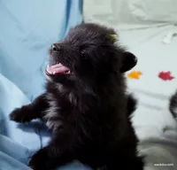 *AKC Chevy*  |~Puppy Videos~|, a male Pomeranian for sale in Grand Island, NE – Photo 10 of 10