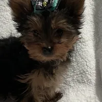 Elmo, a male Yorkshire Terrier for sale in Grand Island, NE – Photo 1 of 5