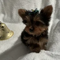 Elmo, a male Yorkshire Terrier for sale in Grand Island, NE – Photo 3 of 5