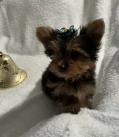 Elmo, a male Yorkshire Terrier for sale in Grand Island, NE – Photo 3 of 5