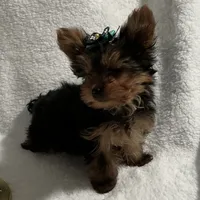 Elmo, a male Yorkshire Terrier for sale in Grand Island, NE – Photo 2 of 5