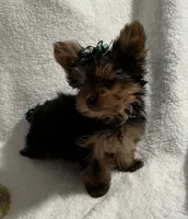 Elmo, a male Yorkshire Terrier for sale in Grand Island, NE – Photo 2 of 5