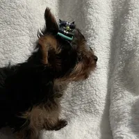 Elmo, a male Yorkshire Terrier for sale in Grand Island, NE – Photo 4 of 5