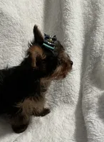 Elmo, a male Yorkshire Terrier for sale in Grand Island, NE – Photo 4 of 5